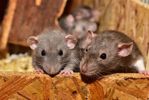 multiple rats a wooden box