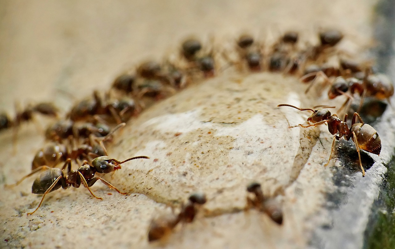 ants eating in a circle