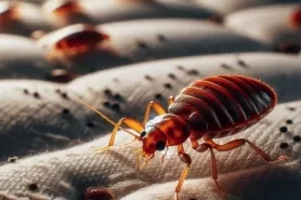 bed bugs on mattress, close up